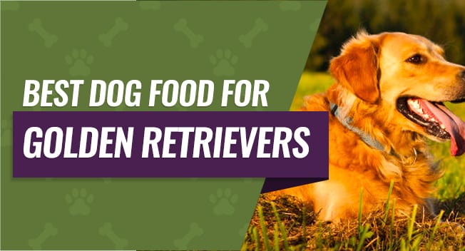 Best Dog Food for Golden Retrievers