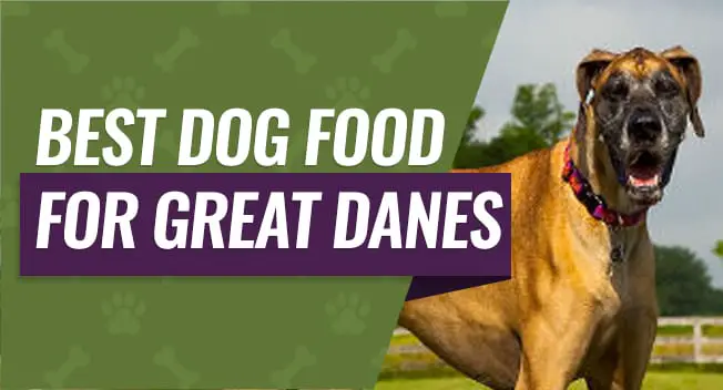 Best Dog Food for Great Danes