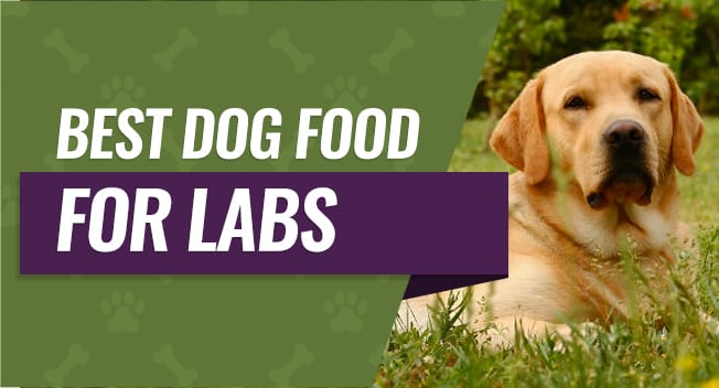 Best Dog Food for Labs