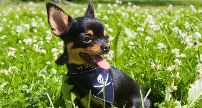 Happy Healthy Chihuahua sitting in grass