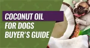 Coconut Oil for Dogs Buyer's Guide