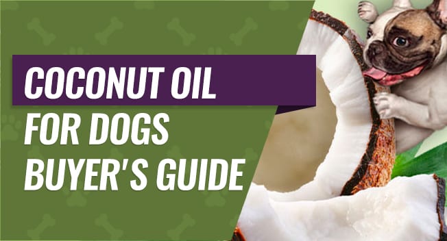 Coconut Oil for Dogs Buyer's Guide