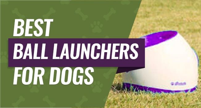 Best Ball Launchers for Dogs