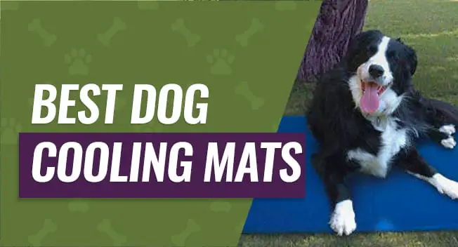 Best Dog Cooling Mats