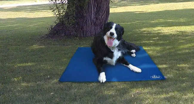 Dog cooling off using a cooling pad