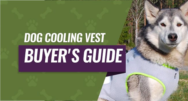 Dog Cooling Vest Buyer's Guide