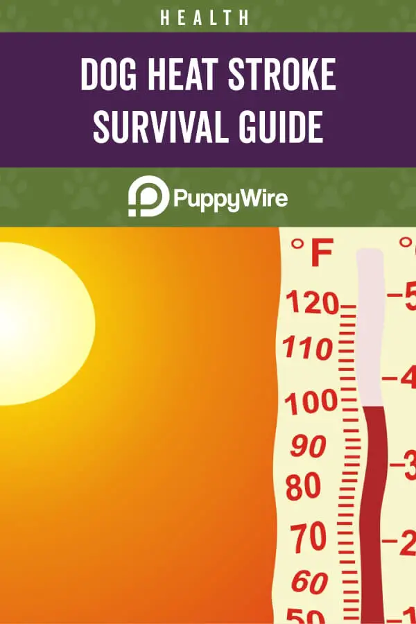 Dog Heat Stroke Survival Guide