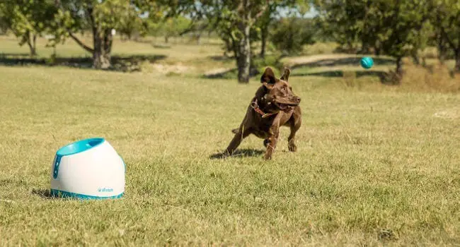 Dog playing with iFetch launcher