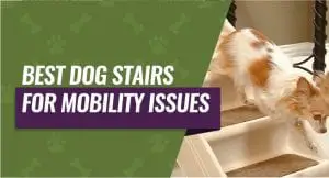 Dog Stairs for Mobility Issues
