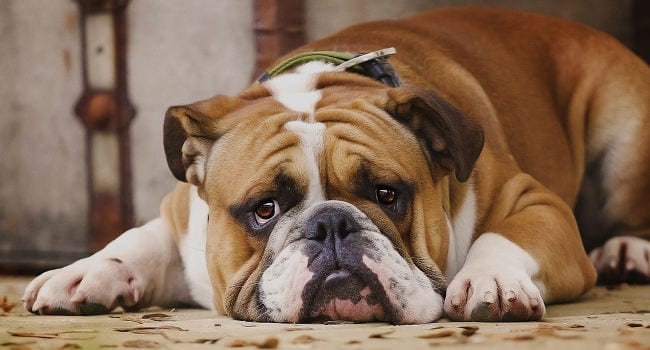 English Bulldog relaxing on floor after eating dog food