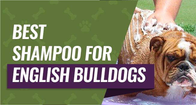 Shampoo for English Bulldogs