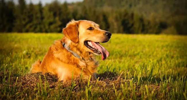 happy healthy golden retriever outside laying in grass