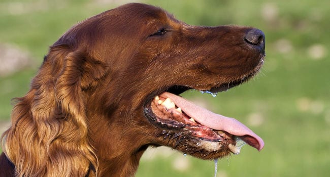 Signs of heat stroke in dogs