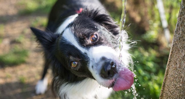 Treatment for heat stroke in dogs