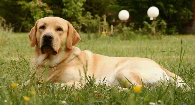 Labrador Retriever in Grass Meadow