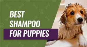 best dog shampoo for puppies