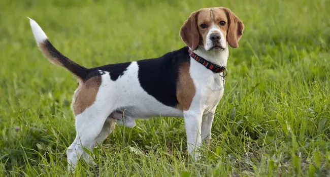 Beagle out in the field