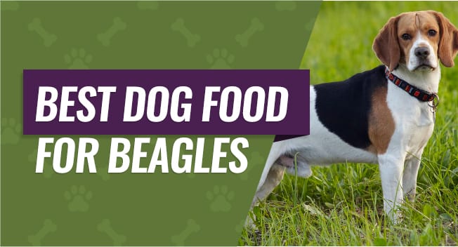 best dog food for hunting beagles