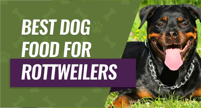 Best Dog Food for Rottweilers