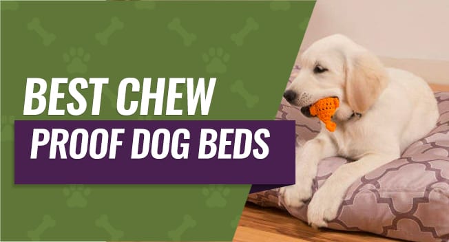 dog bed for aggressive chewers