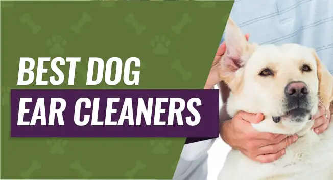 Best Dog Ear Cleaners on the Market