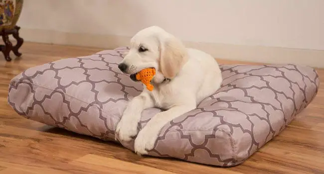 Dog enjoying a K9 Ballistics chew proof dog bed