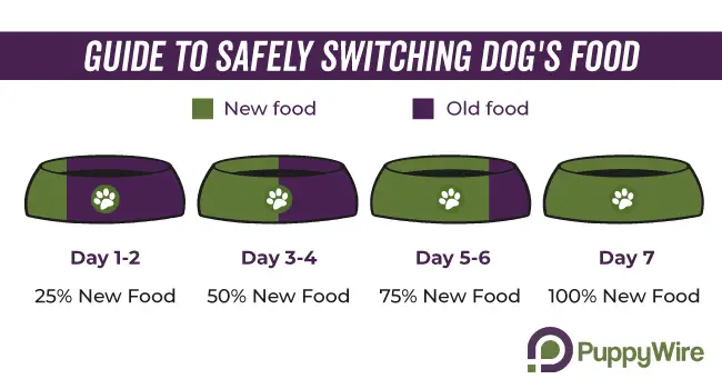 Dog Food Transition Guide