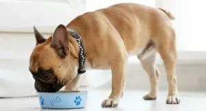 Cute dog switching to new dog food