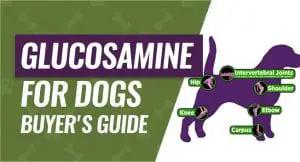 Canine Glucosamine Joint Supplement Buyer's Guide