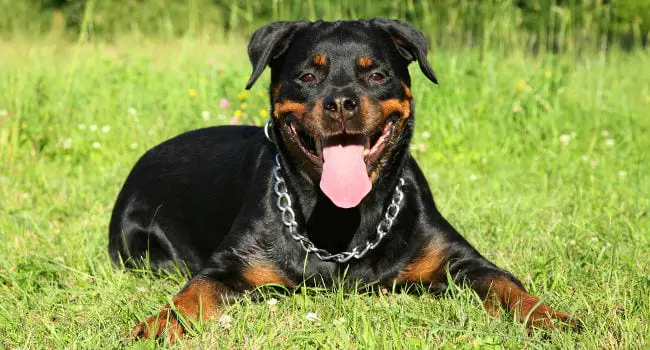 Happy Rottweiler relaxing in a field