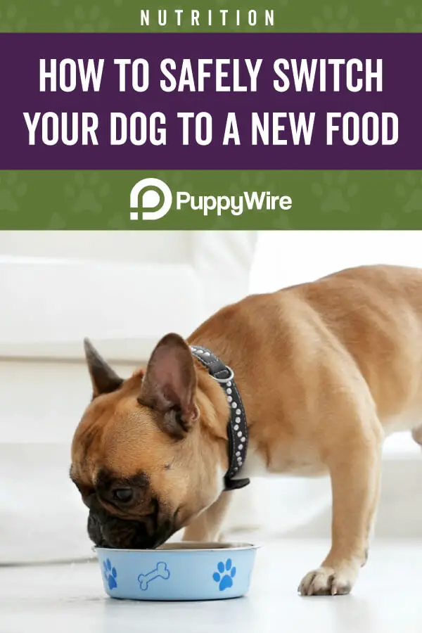 How to Safely Switch Your Dog to a New Food