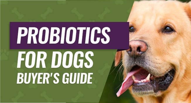 Canine Probiotic Buyer's Guide
