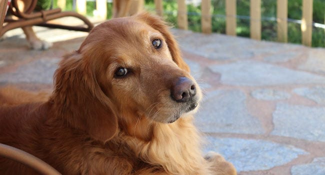 calm-golden-retriever-patio650 Golden Retriever relaxing on the patio on a sunny day