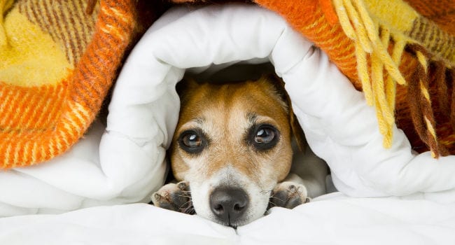 Dog trying to get warm underneath the blankets