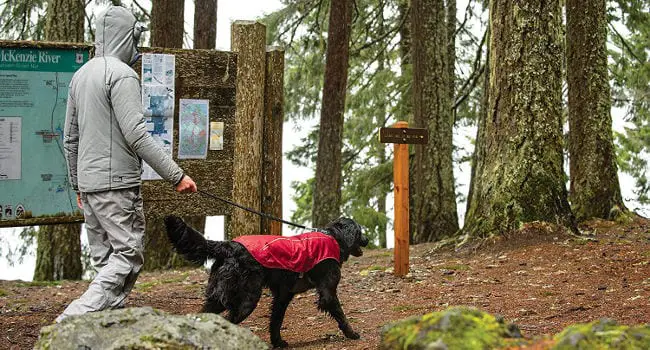 Dog hiking while wearing a rain jacket