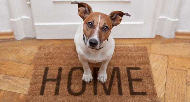 ideal-indoor-dog-house650 What is the Ideal Indoor Dog House?