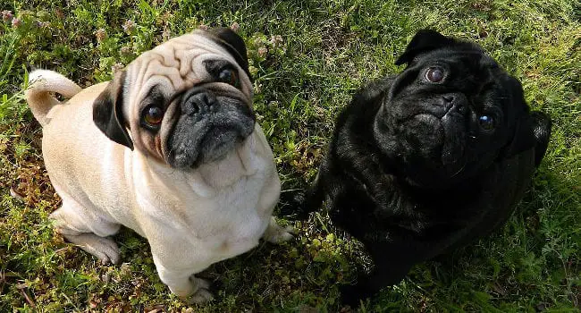 Pugs hanging out together outside