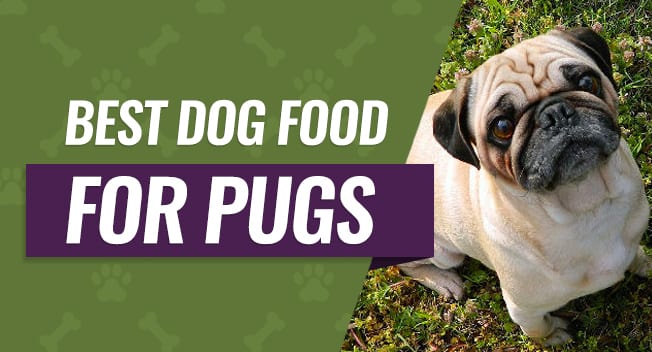 Best Dog Food for Pugs