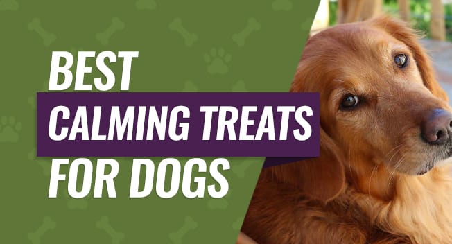 Best Calming Treats for Dogs