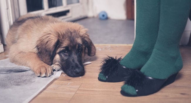 how to stop dog from using bathroom in house