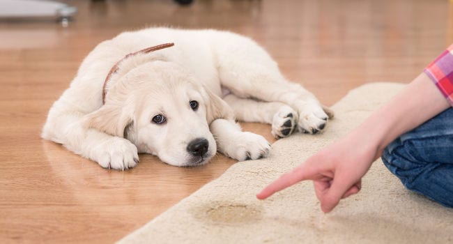 Dog peed inside the house on the floor