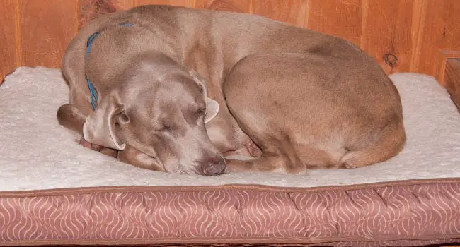 Dog Sleeping on Urine Proof Dog Bed