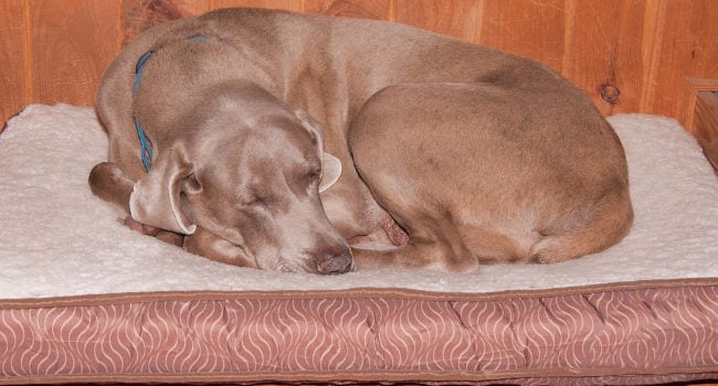 dog-sleeping-on-urine-proof-dog-bed650 Dog Sleeping on Urine Proof Dog Bed