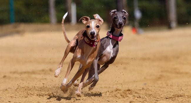 greyhounds-racing650 Greyhounds racing at the track