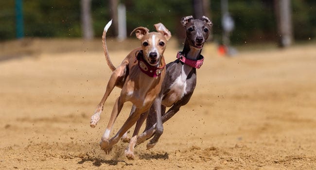 Greyhounds racing at the track