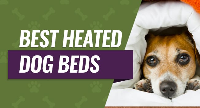 Best Heated Dog Beds