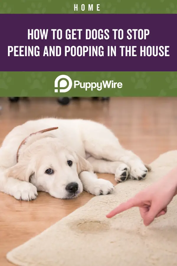 How to get dogs to stop peeing and pooping in the house