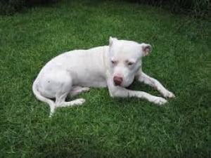 White Pitbull sitting in the grass