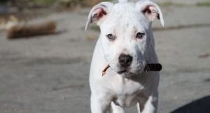 White Pitbull on a walk