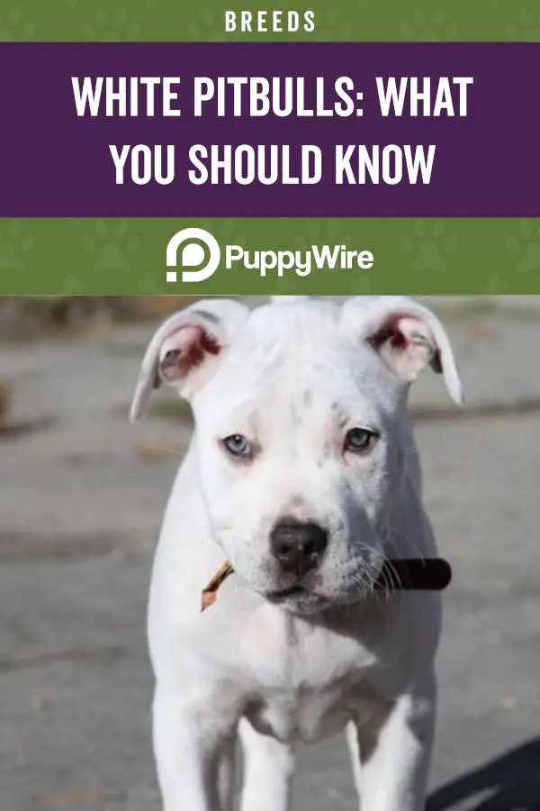 White Pitbulls: What You Should Know